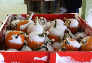 Red wooden box filled with small pumpkins covered in snow.