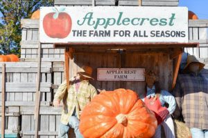 Applecrest Farms sign, with a giant pumpkin and scarecrows.