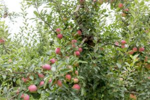 Apples hanging from a tree.