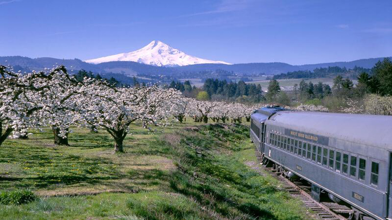 A long silver train passing by orchards of apple blossoms and Mount Hood in the background, covered in snow.