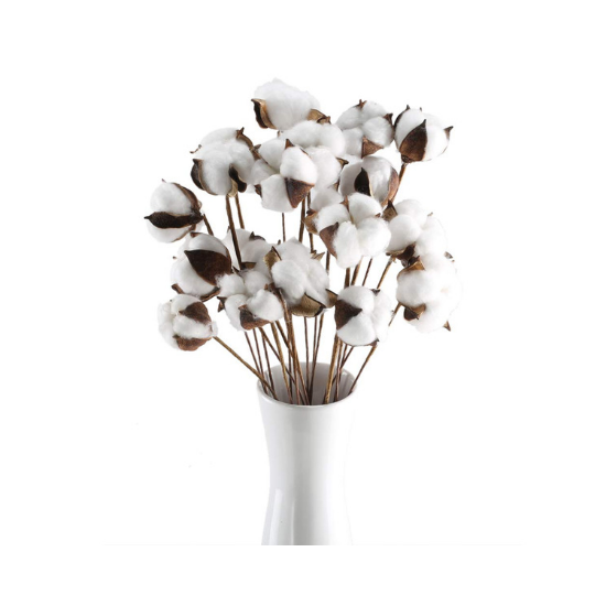 White vase filled with a bundle of natural cotton stems. 