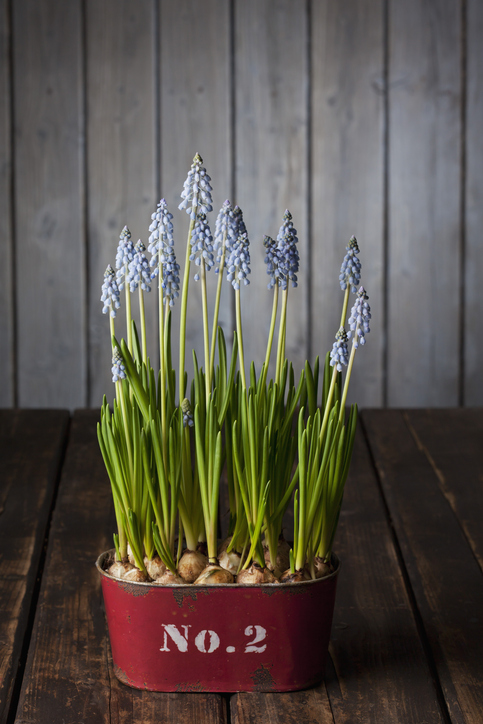 Blossoming grape hyacinths in a rusty container