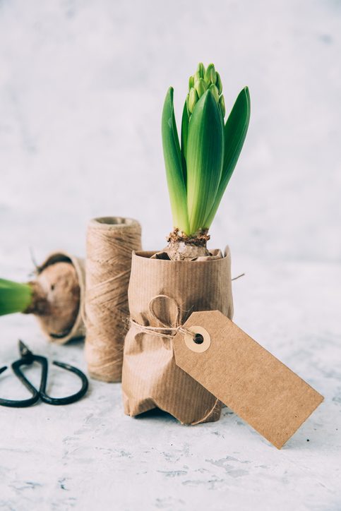 Vibrant green bulbs wrapped in Kraft paper and twine with custom gift tags.