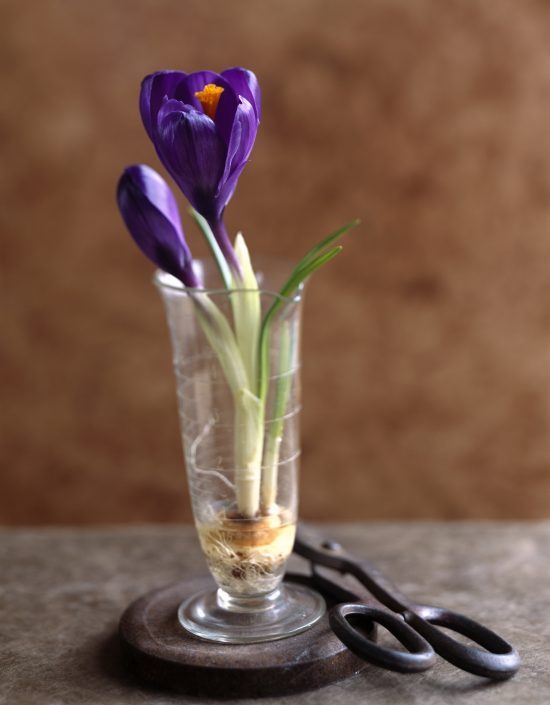 Single purple bulb in a small glass vase sitting next to a vintage pair of scissors. 