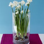 Paperwhite Daffodils (Narcissus Papyraeus) in vase, close-up