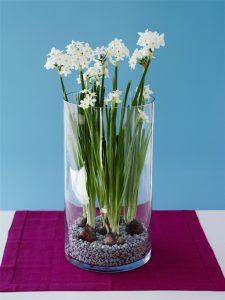 Paperwhite Daffodils (Narcissus Papyraeus) in vase, close-up.