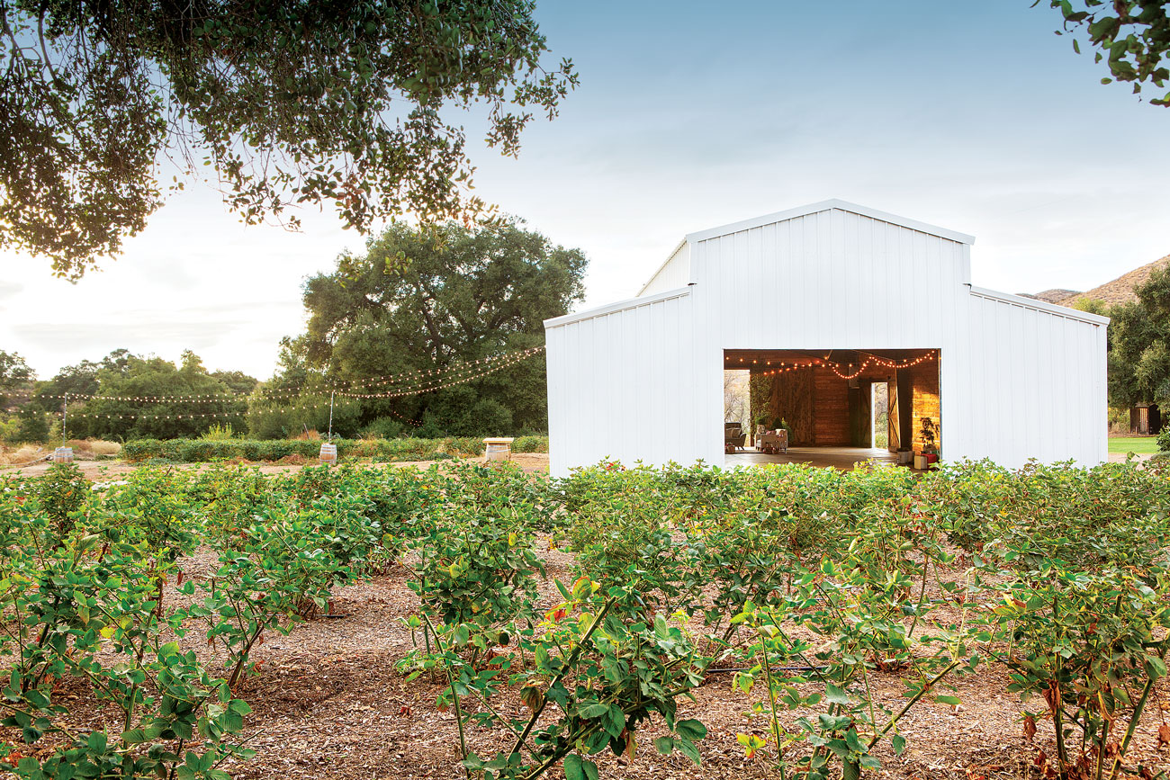 Vineyards in front of a large white barn with open door and warmth coming from inside.