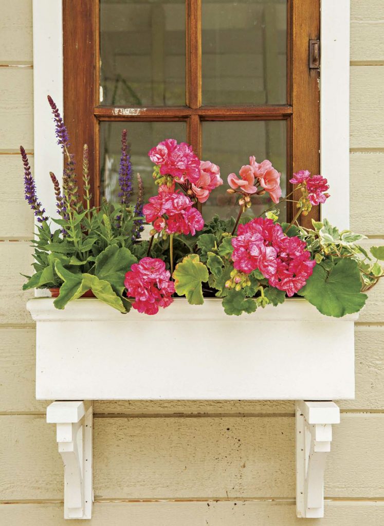 Vintage wooden window with custom white window box with pink geraniums. 