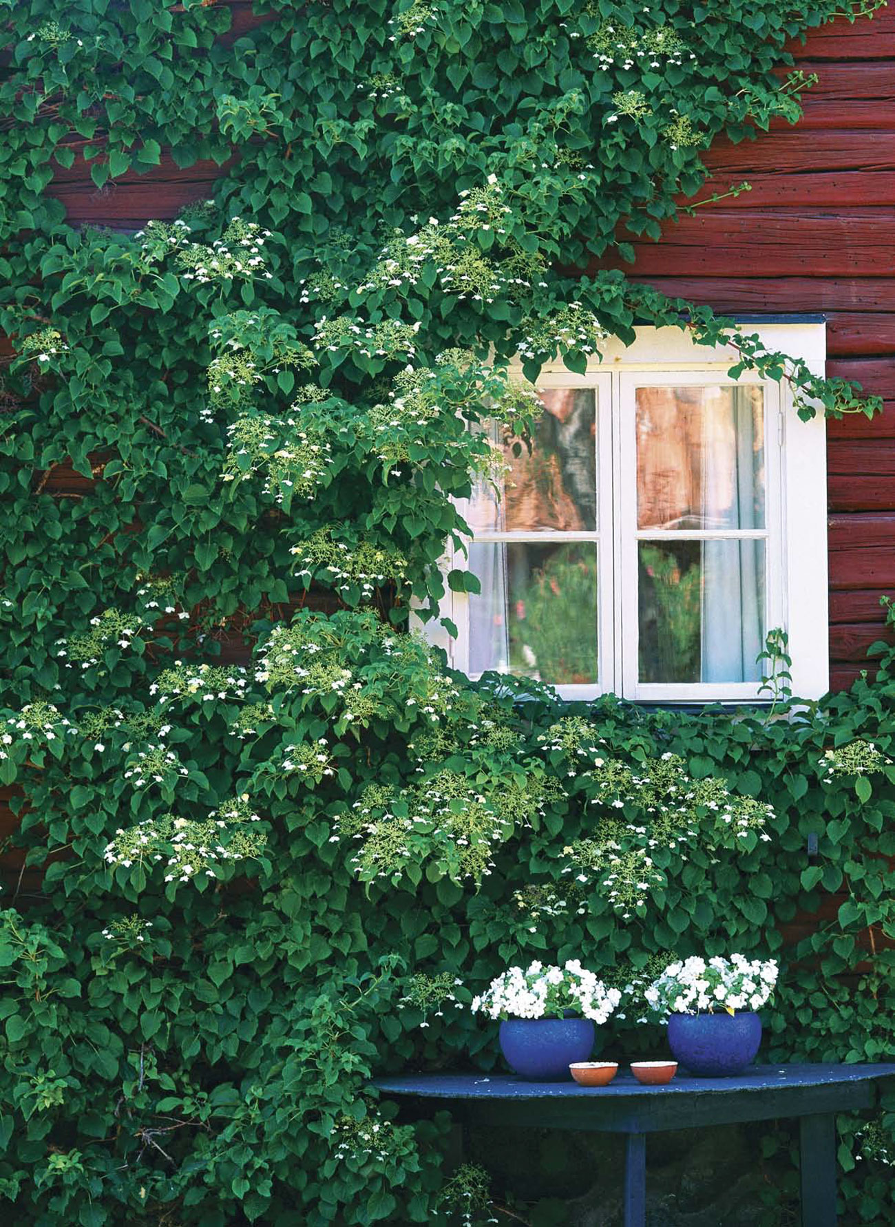 White cottage window peaking out form under a large exterior wall of climbing ivy. 