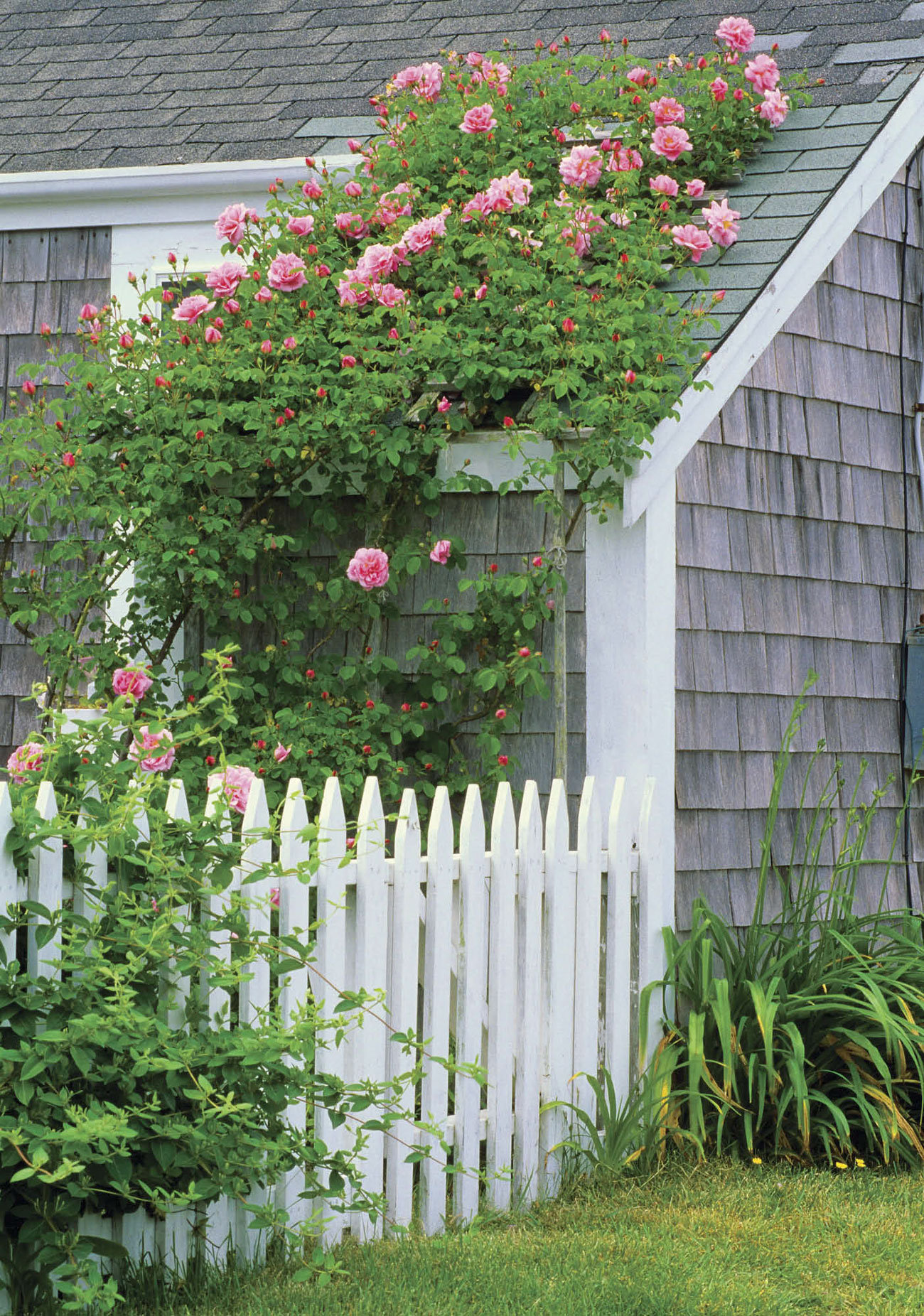 Gray cottage with a white picket fence and climbing pink roses creeping up the side of the home. 