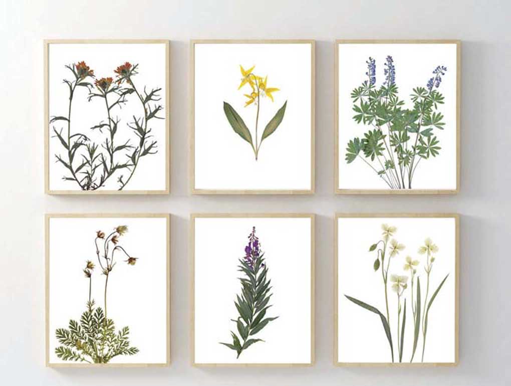 Set of 6 pressed flower botanical prints.