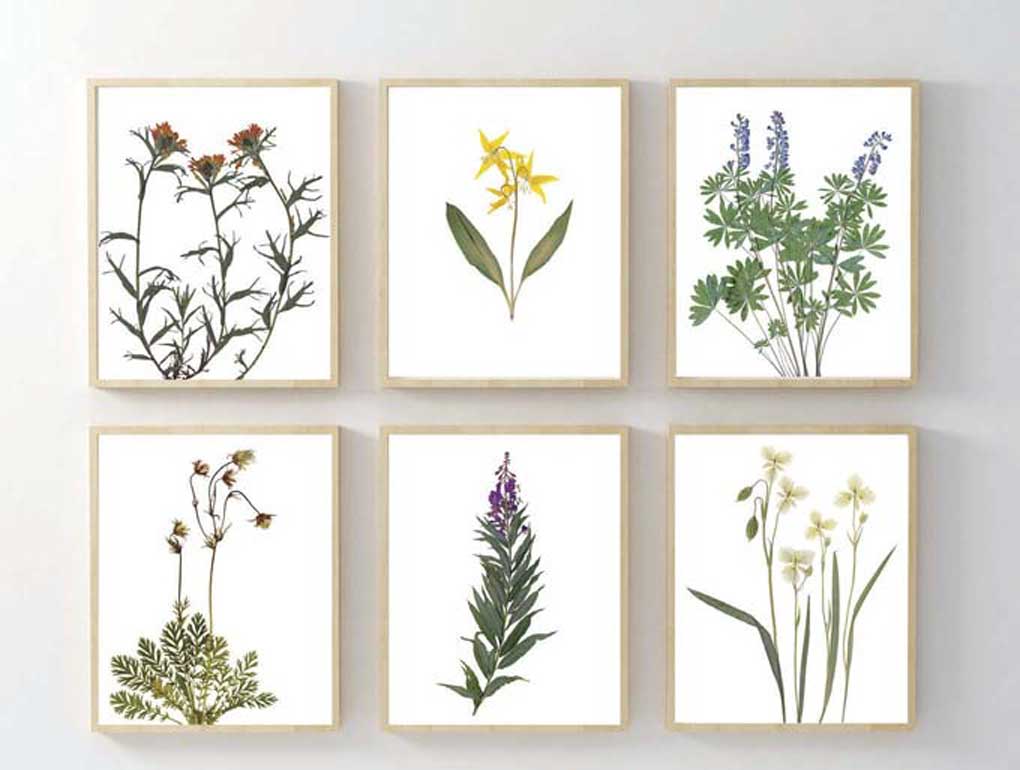 Set of 6 pressed flower botanical prints. 