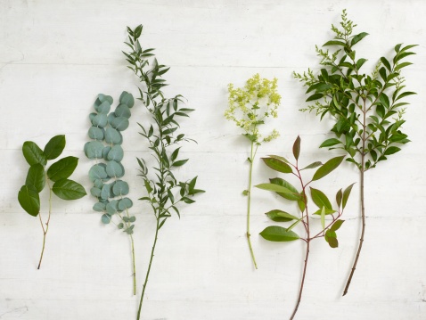 Sprigs of greenery of a white backdrop. 