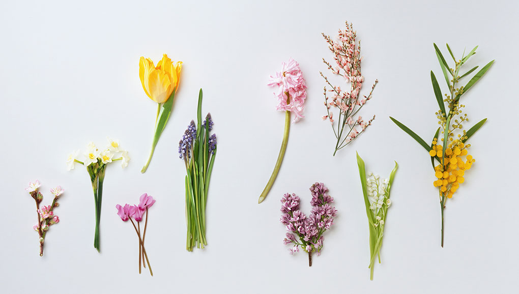 Overhead shot of bright spring colored groups of flowers on a white backdrop.