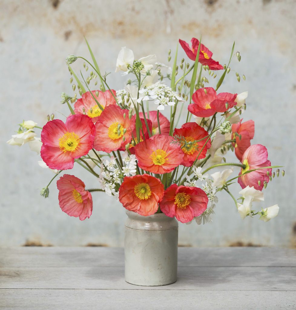 Icelandic poppy arrangement in a gray ceramic vase on a wooden table.
