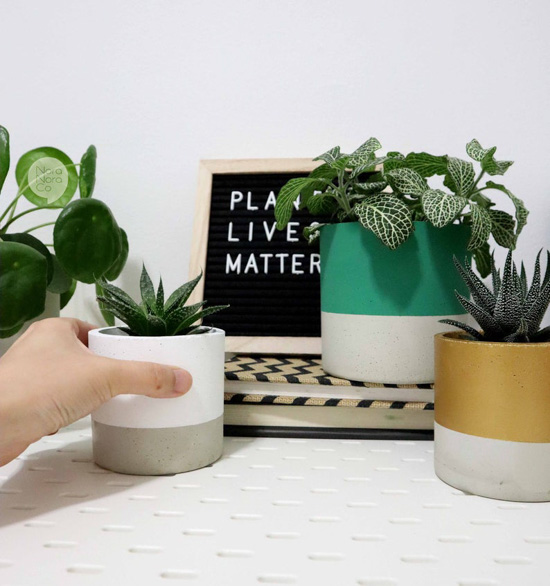 Three small color blocked planters filled with succulents.