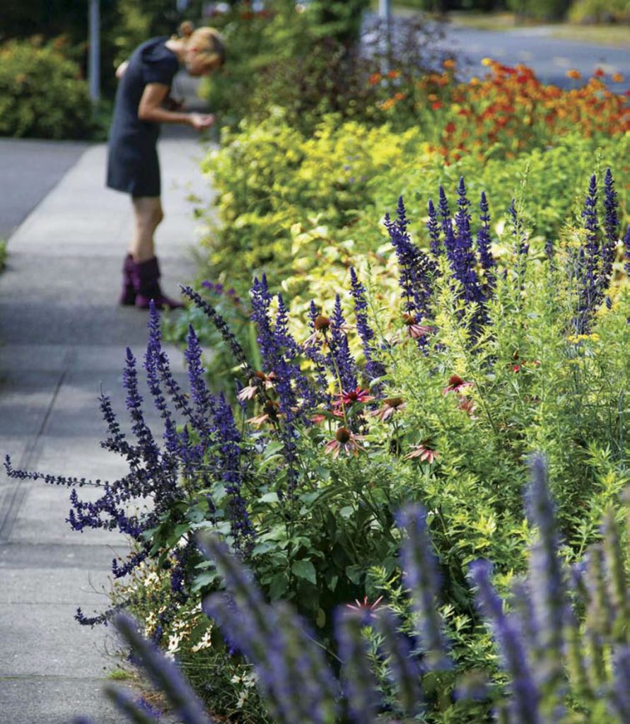 Row of wildflowers next to a sidewalk with a woman smelling flowers out of focus in the background. 