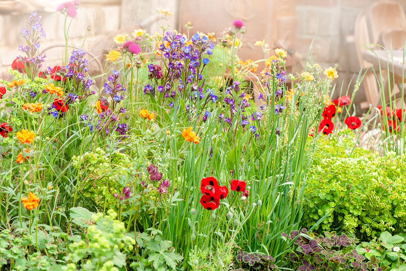 Various types and heights of wildflowers in a garden. 