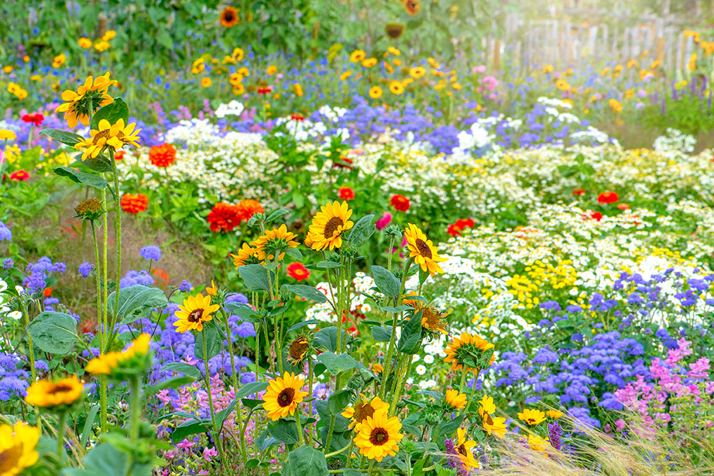 An open field of an array of beautiful wildflowers in all different colors. 