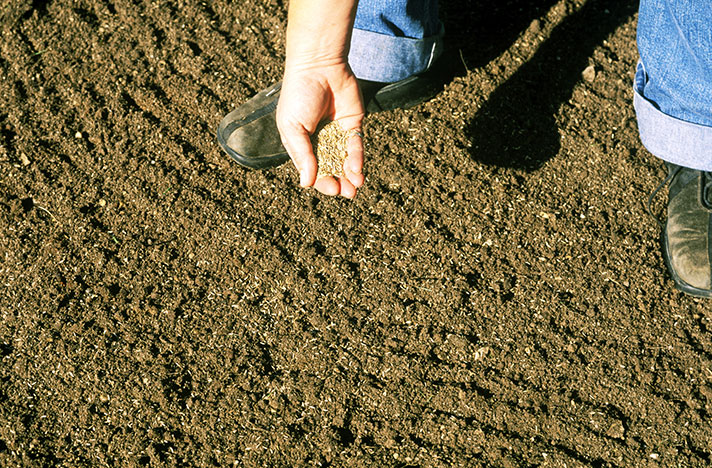 Worker planting seed in a field holding a handful of dirt and sand.