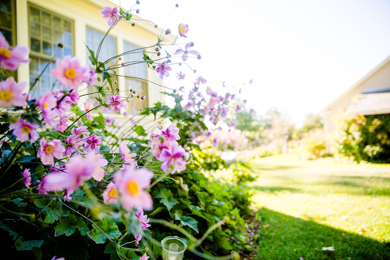 Upclose shot of pink wildflowers growing from a flower bed next to a home.