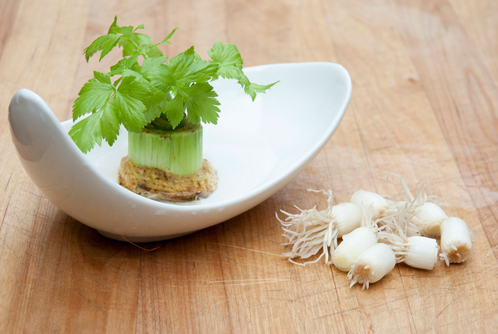 regrow vegetables like celery and green onion