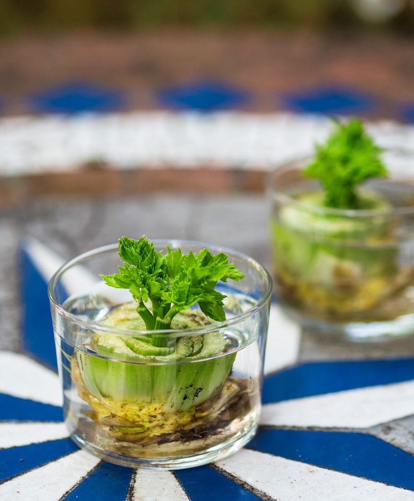 regrow vegetables like celery by placing the root ends in a glass