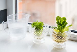 how to regrow vegetables such as celery or lettuce