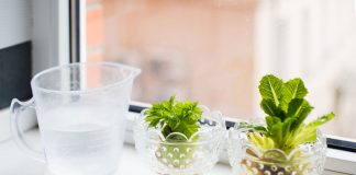 how to regrow vegetables such as celery or lettuce