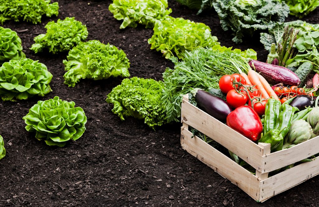 a lettuce bed with a crate of veggies beside it, regrow vegetables from scraps