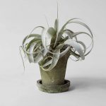 Bloomist_Rustic_Grey_Clay_Pot_with_Tray_and_Airplant