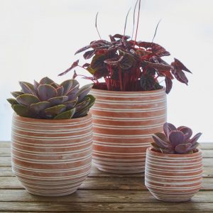striped and white washed pots with succulents inside