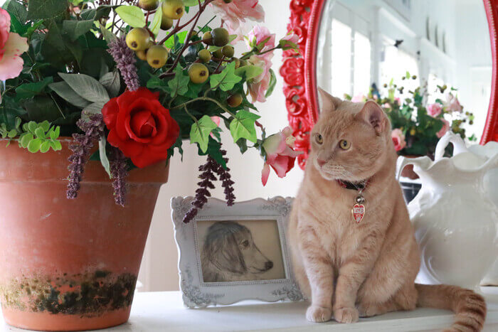 A cat on top of a piano