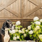 Large dog on outdoor furniture