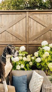 Large dog on outdoor furniture