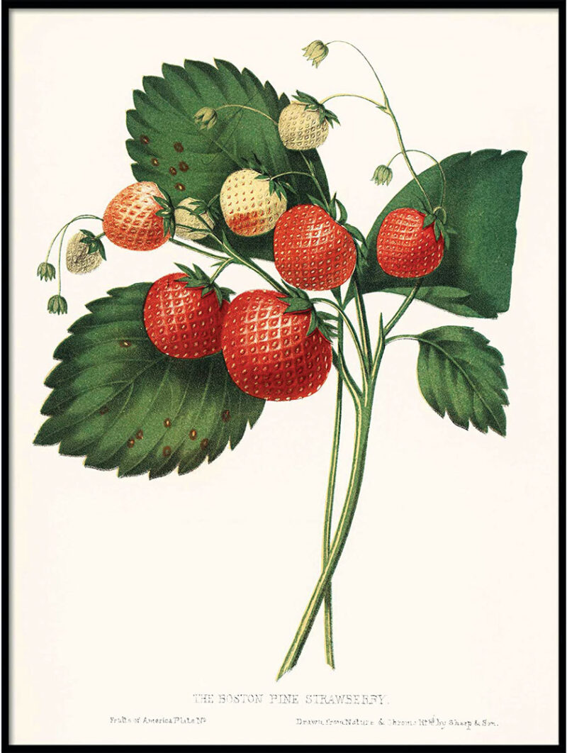 botanical print of strawberries
