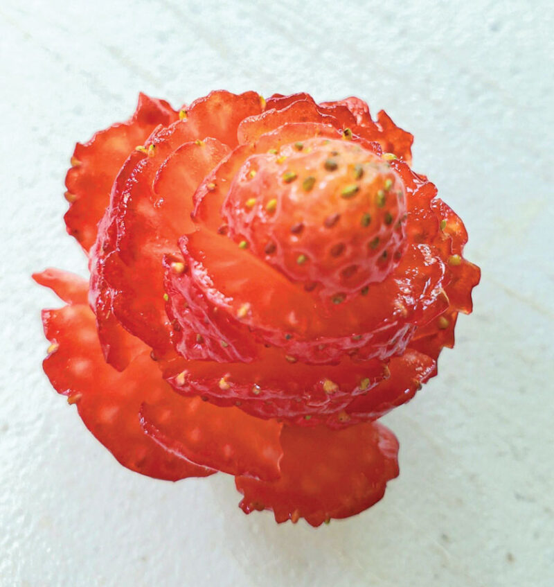 strawberry rose close up
