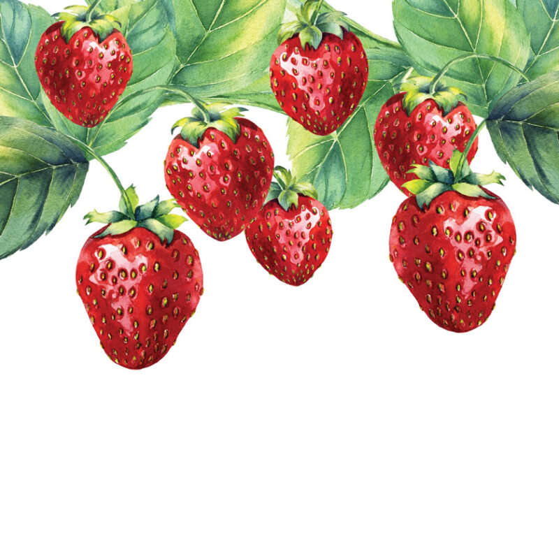 strawberry border