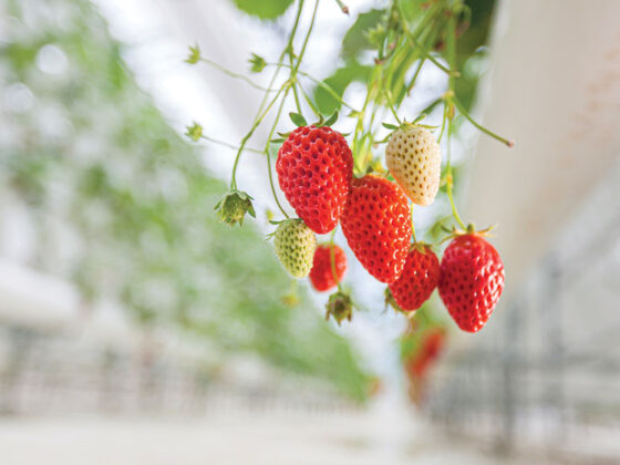 strawberry plant